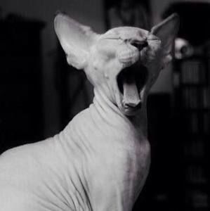 Meet your Posher, Anh